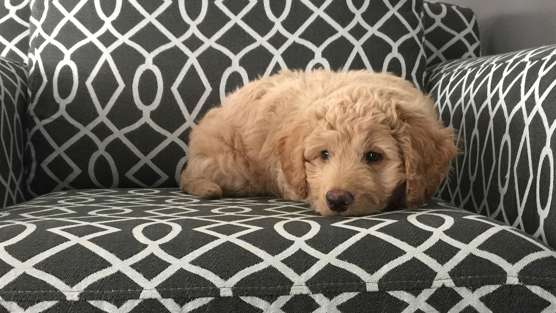 puppy lying on upholstered chair