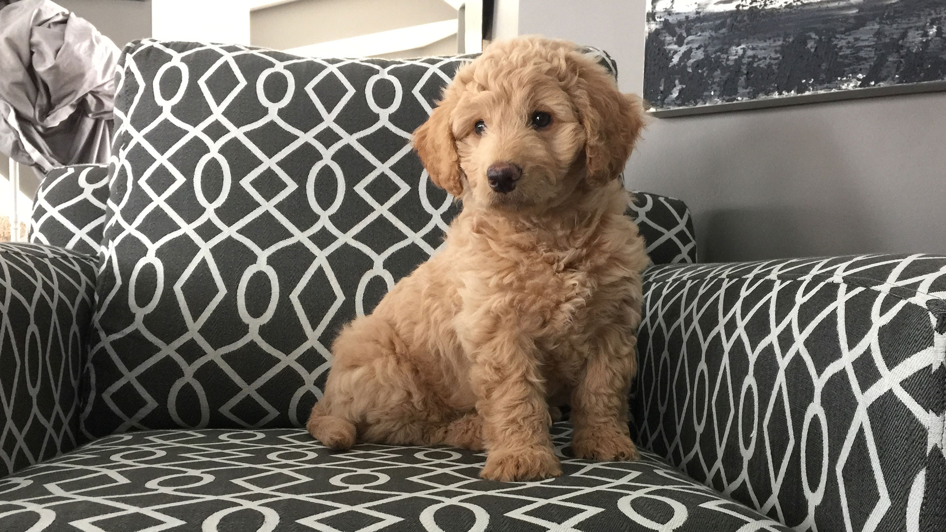 puppy sitting on upholstered chair