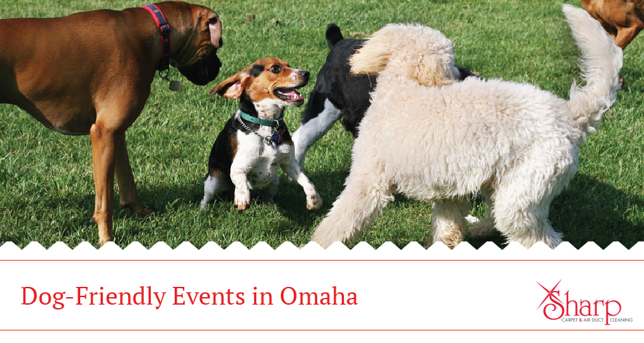 Fun Things to Do With Dogs in Omaha