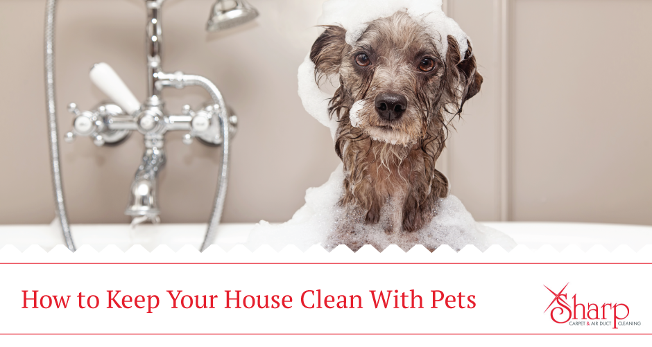 "How to keep your house clean with pets"