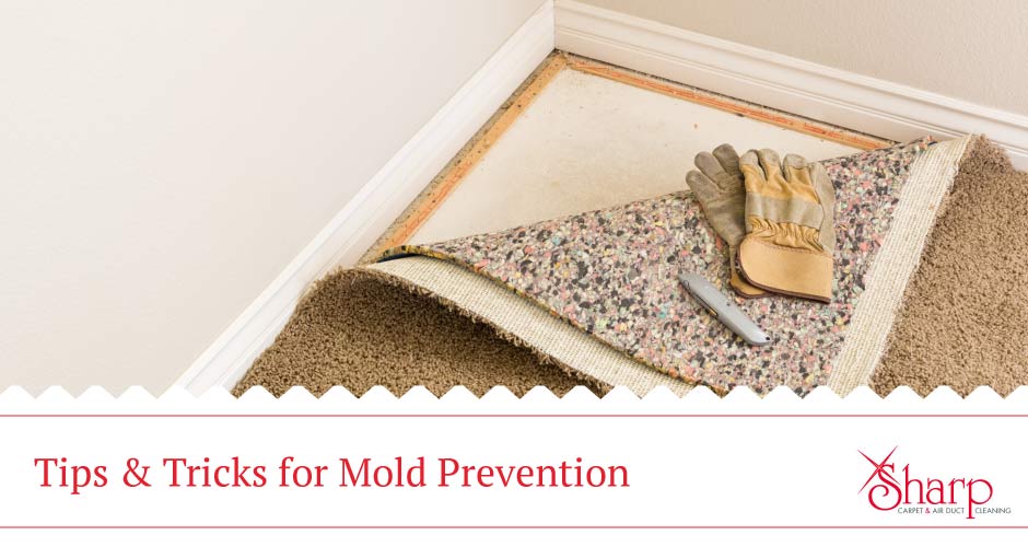 Check out these simple tips for preventing and protecting carpet from mold