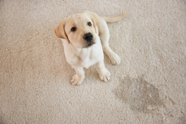Pet Stain & Odor Removal from Sharp Carpet & Air Duct Cleaning puppy sitting next to an accident